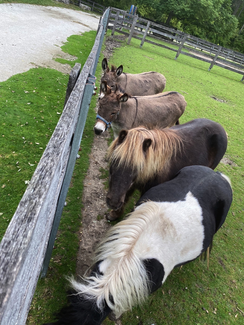 Children's Animal Farm